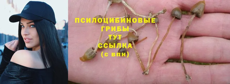 Галлюциногенные грибы Psilocybe Стерлитамак